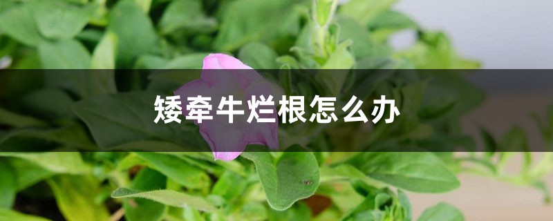 矮牵牛烂根如何办