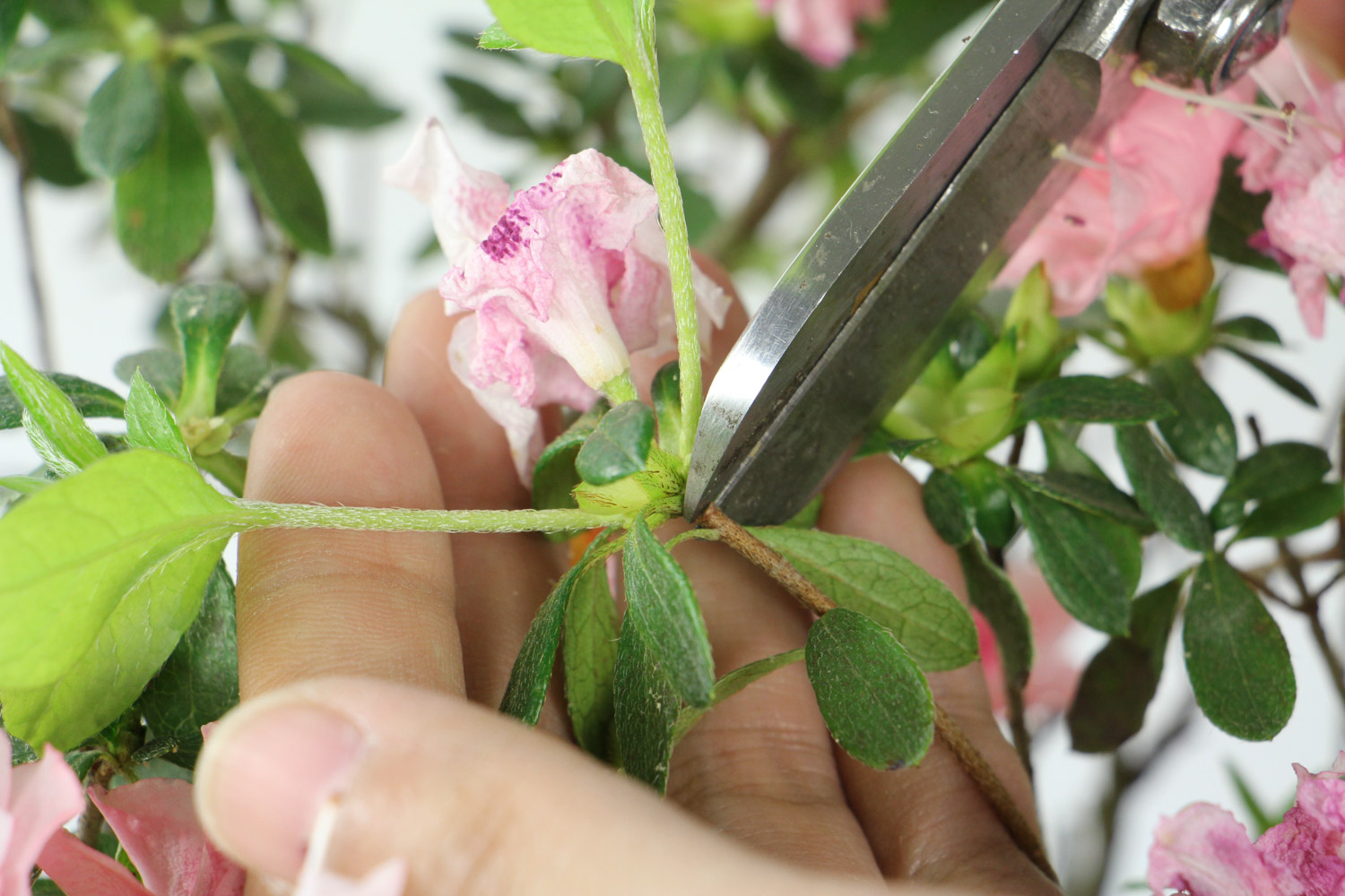 杜鹃烂根如何处理