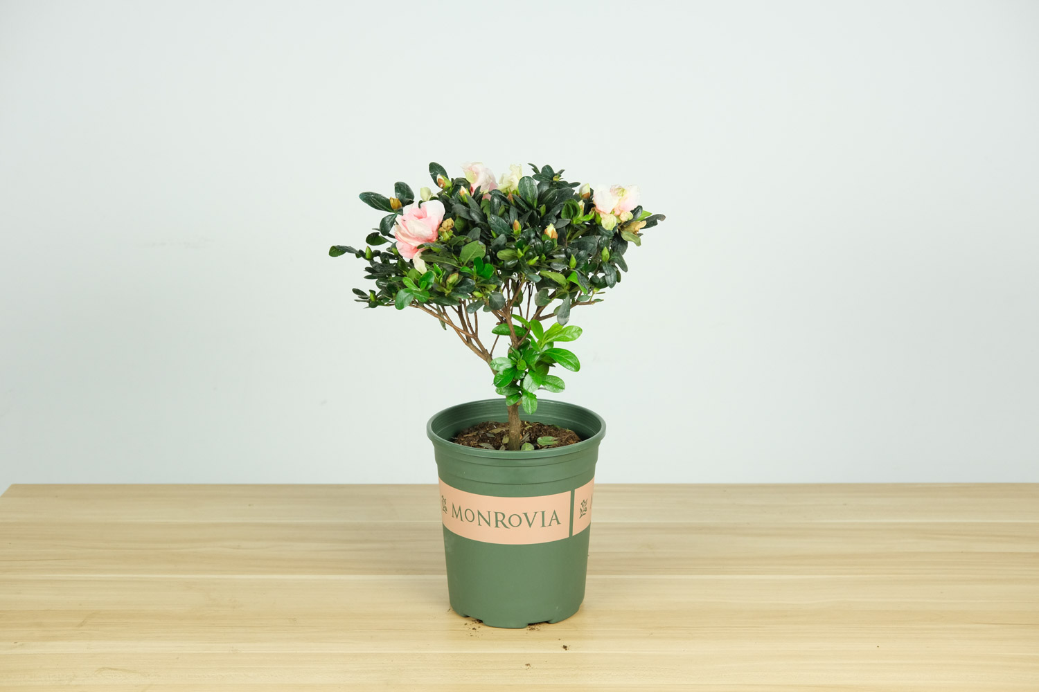 杜鹃烂根如何处理