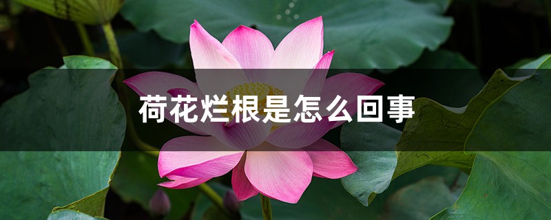 荷花烂根是如何回事