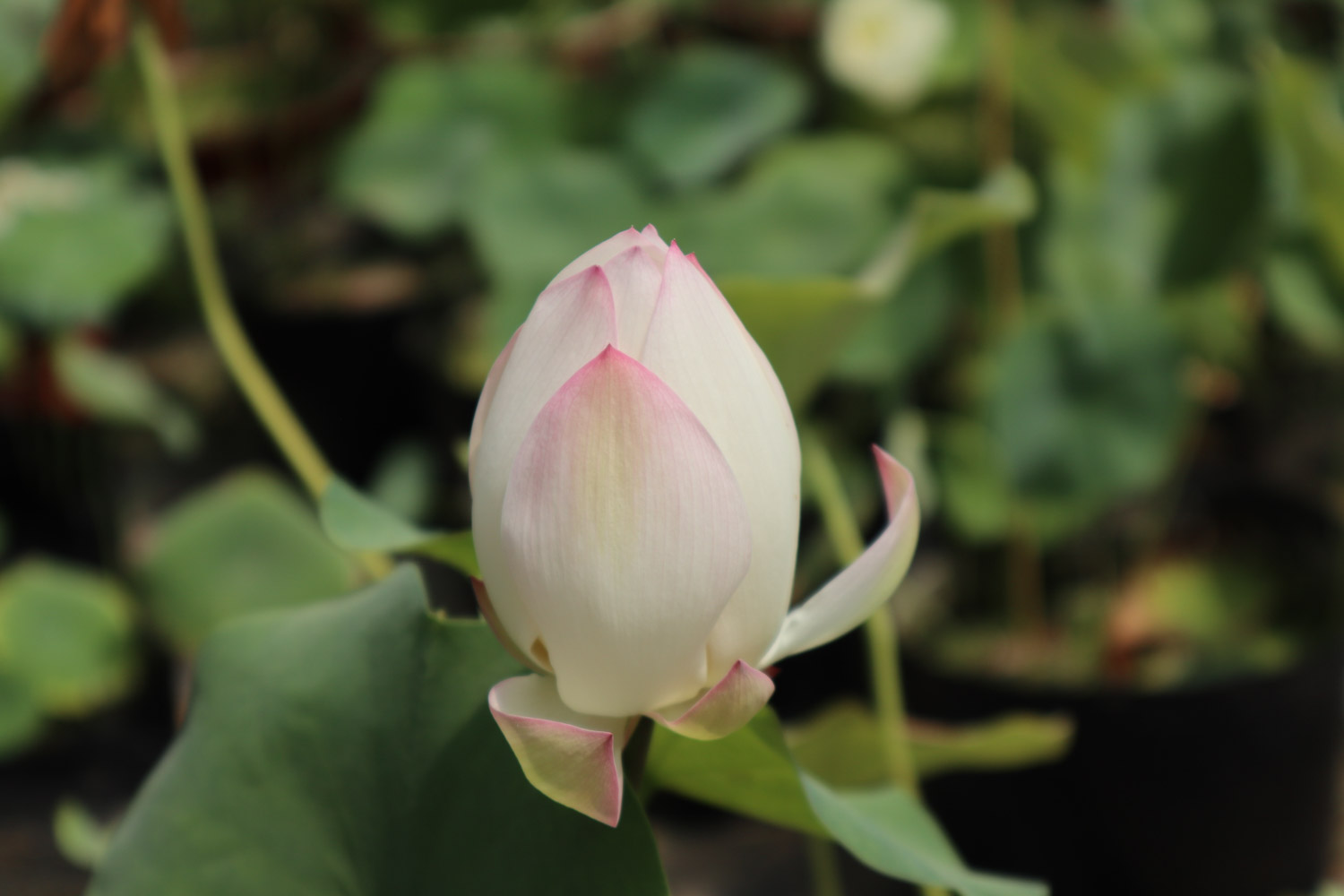 荷花烂根是如何回事