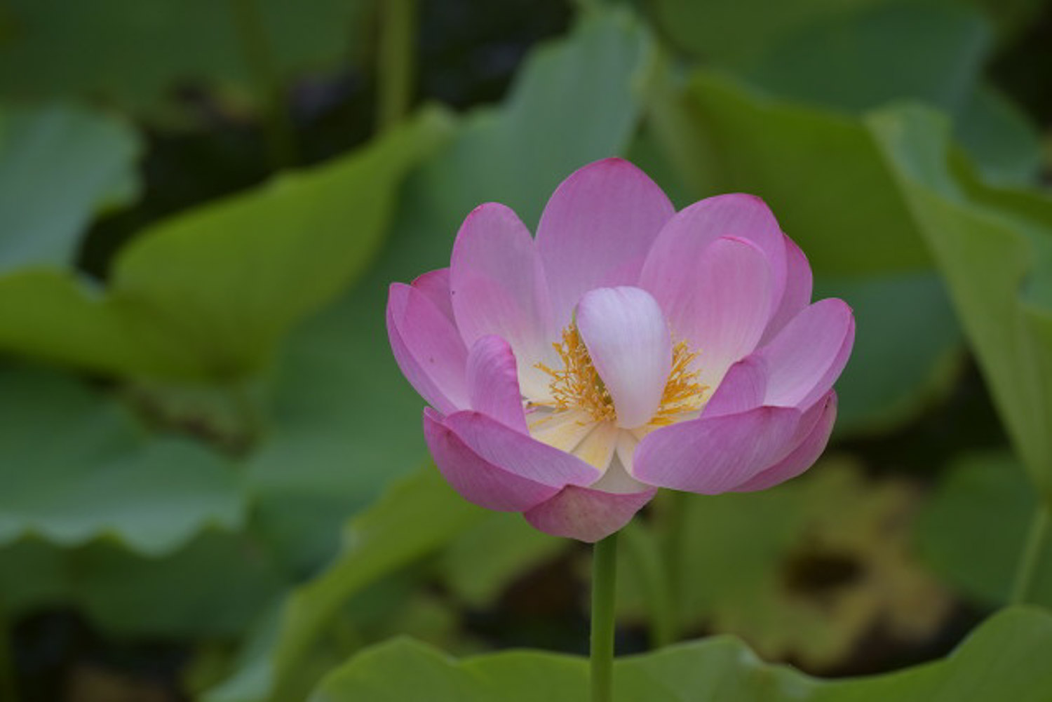 荷花烂根是如何回事