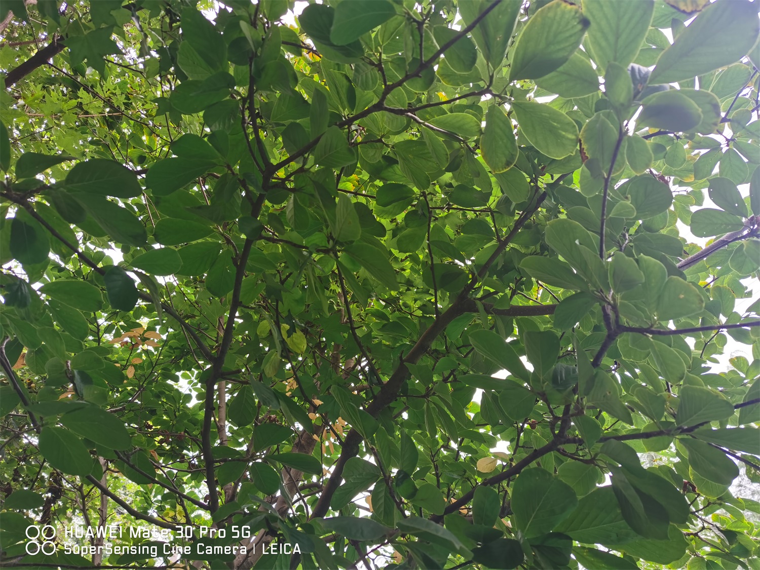 玉兰 玉兰烂根如何补救