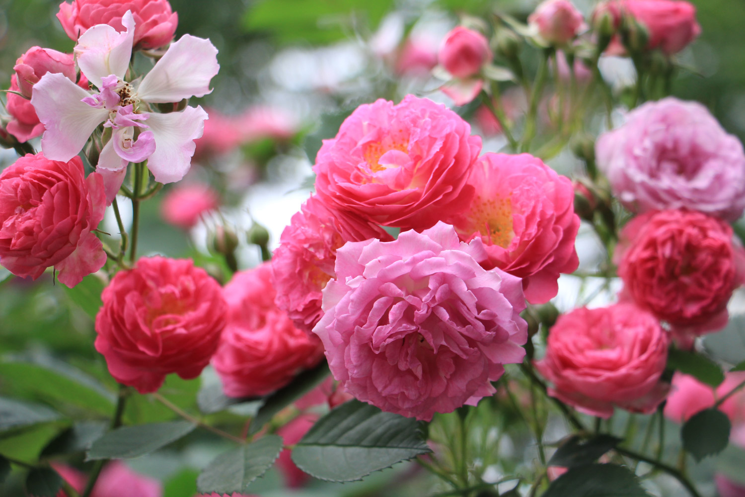 蔷薇烂根是如何回事