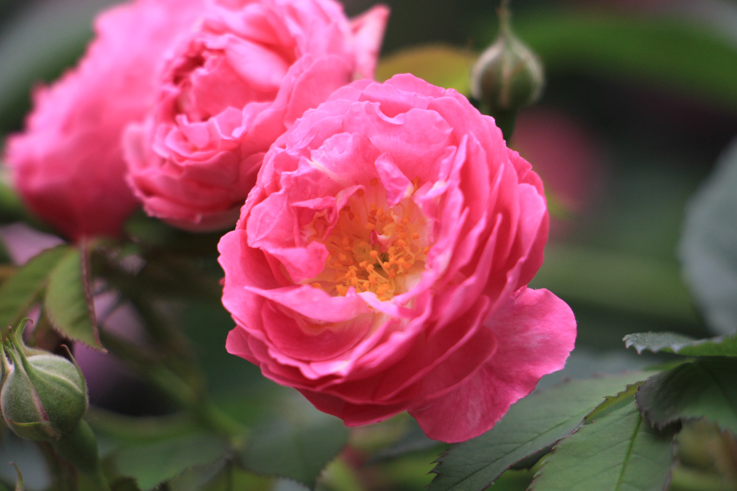 蔷薇烂根是如何回事