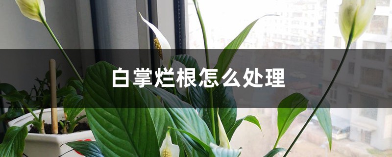 白掌烂根如何处理