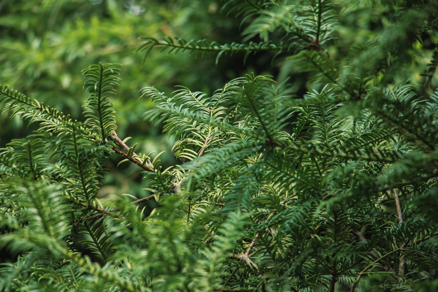 红豆杉烂根如何办