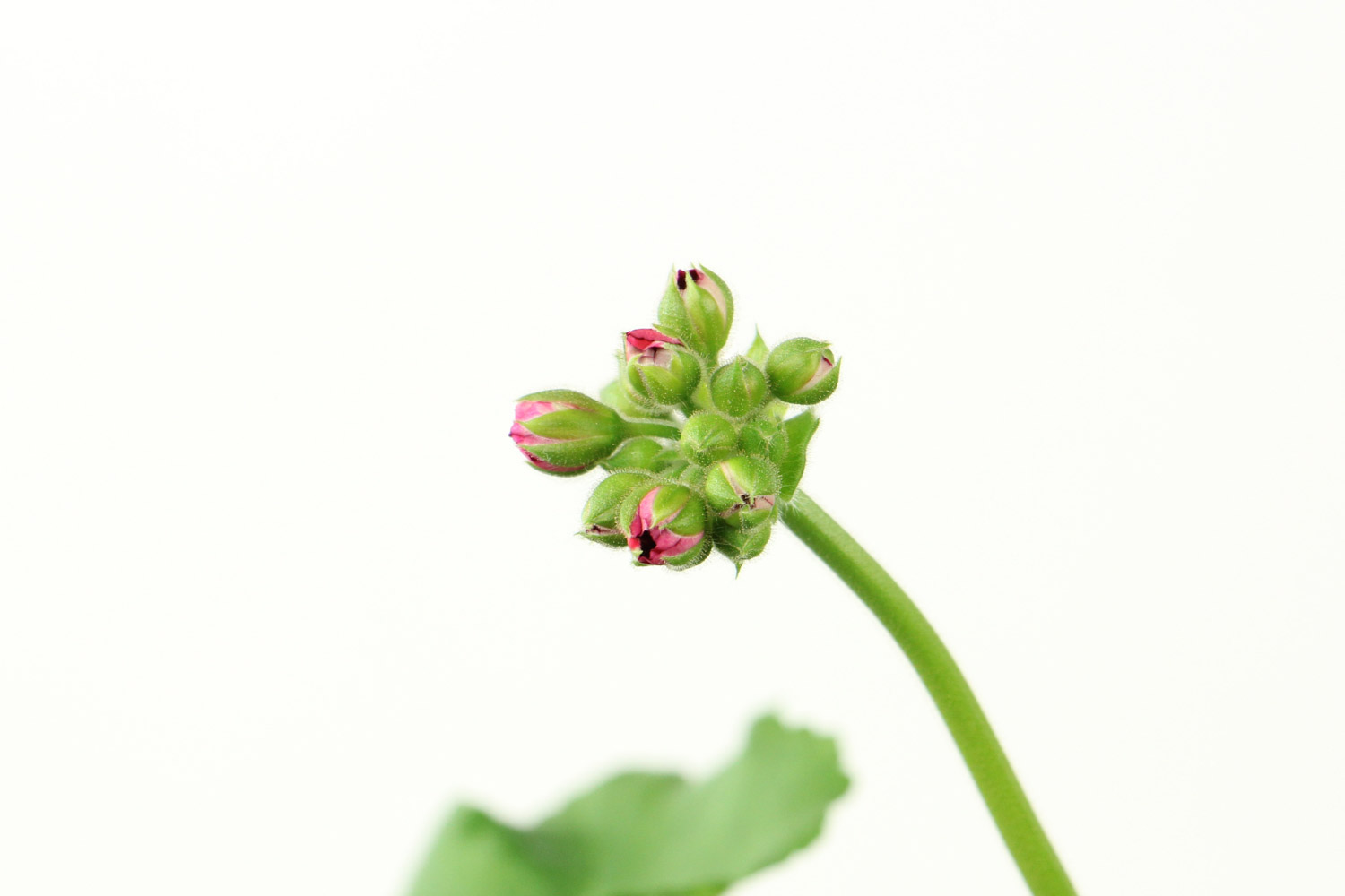 天竺葵烂根如何处理