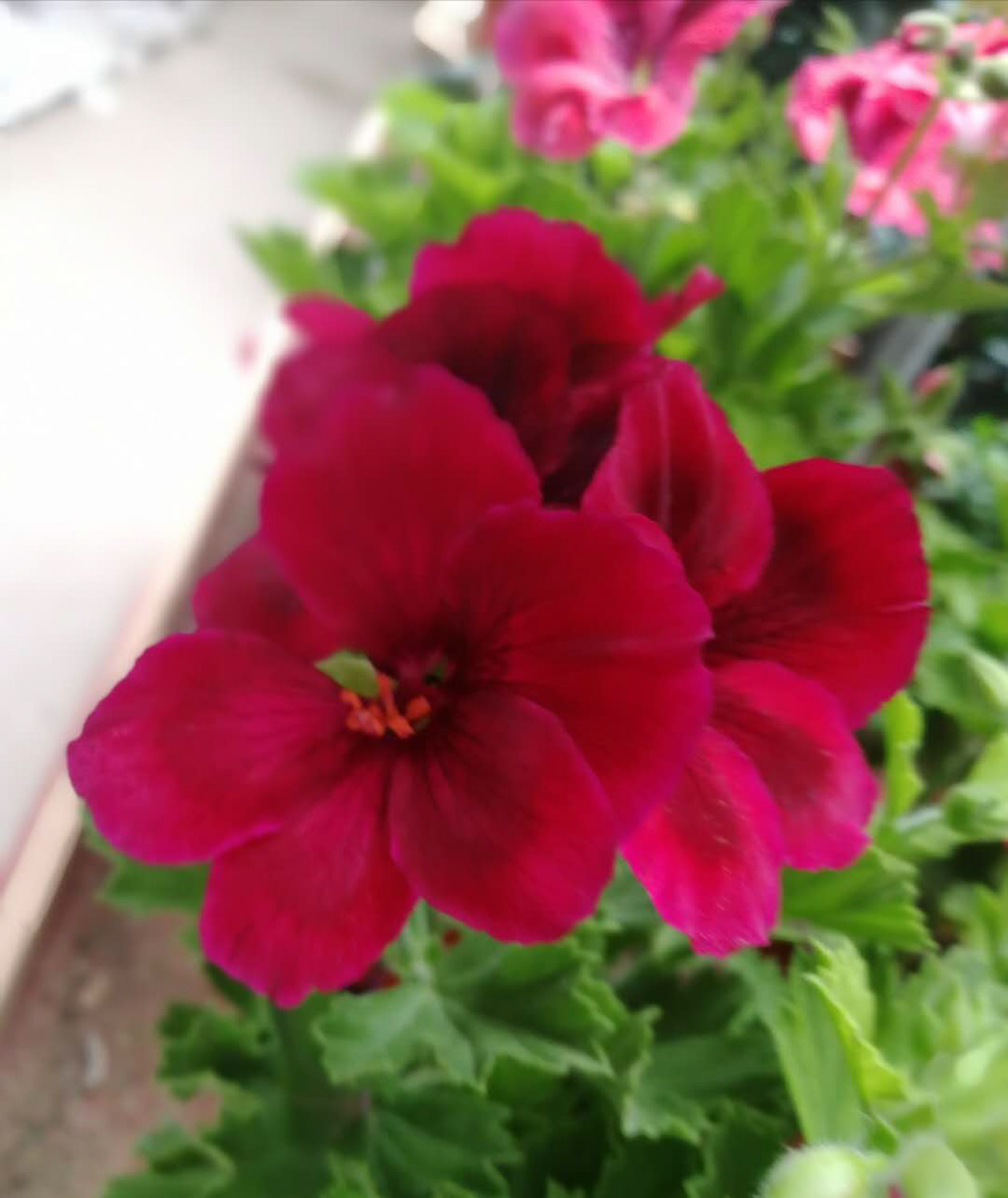 天竺葵烂根如何处理