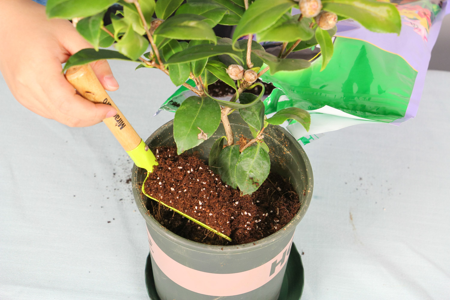 茶花烂根如何救治