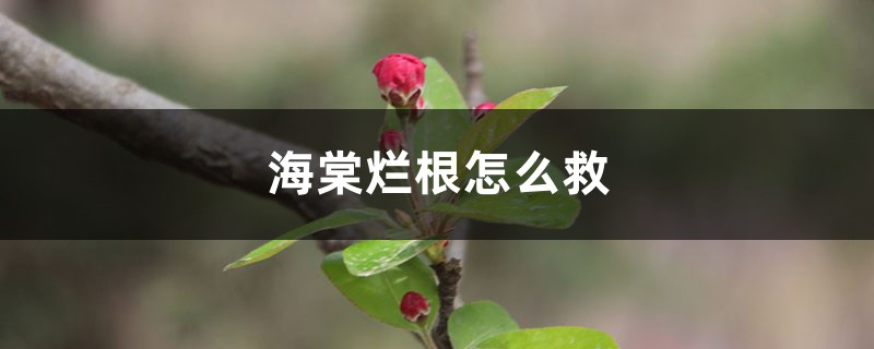 海棠烂根如何救
