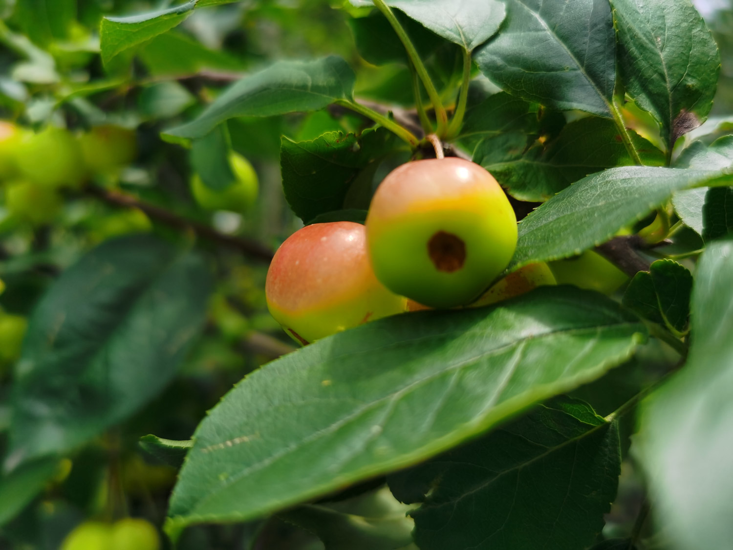 海棠烂根如何救