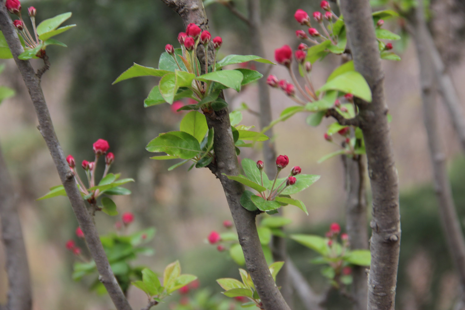 海棠烂根如何救