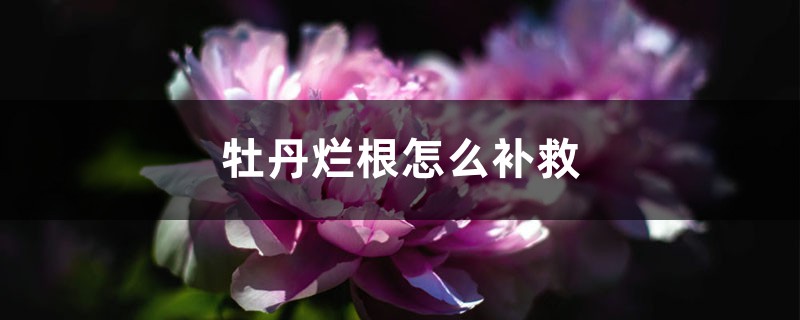 牡丹烂根如何补救