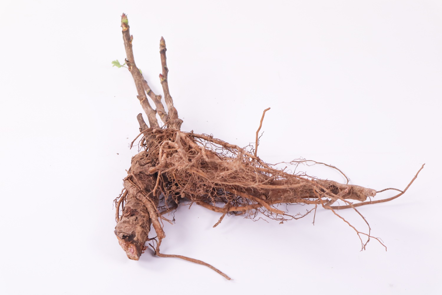 牡丹烂根如何补救