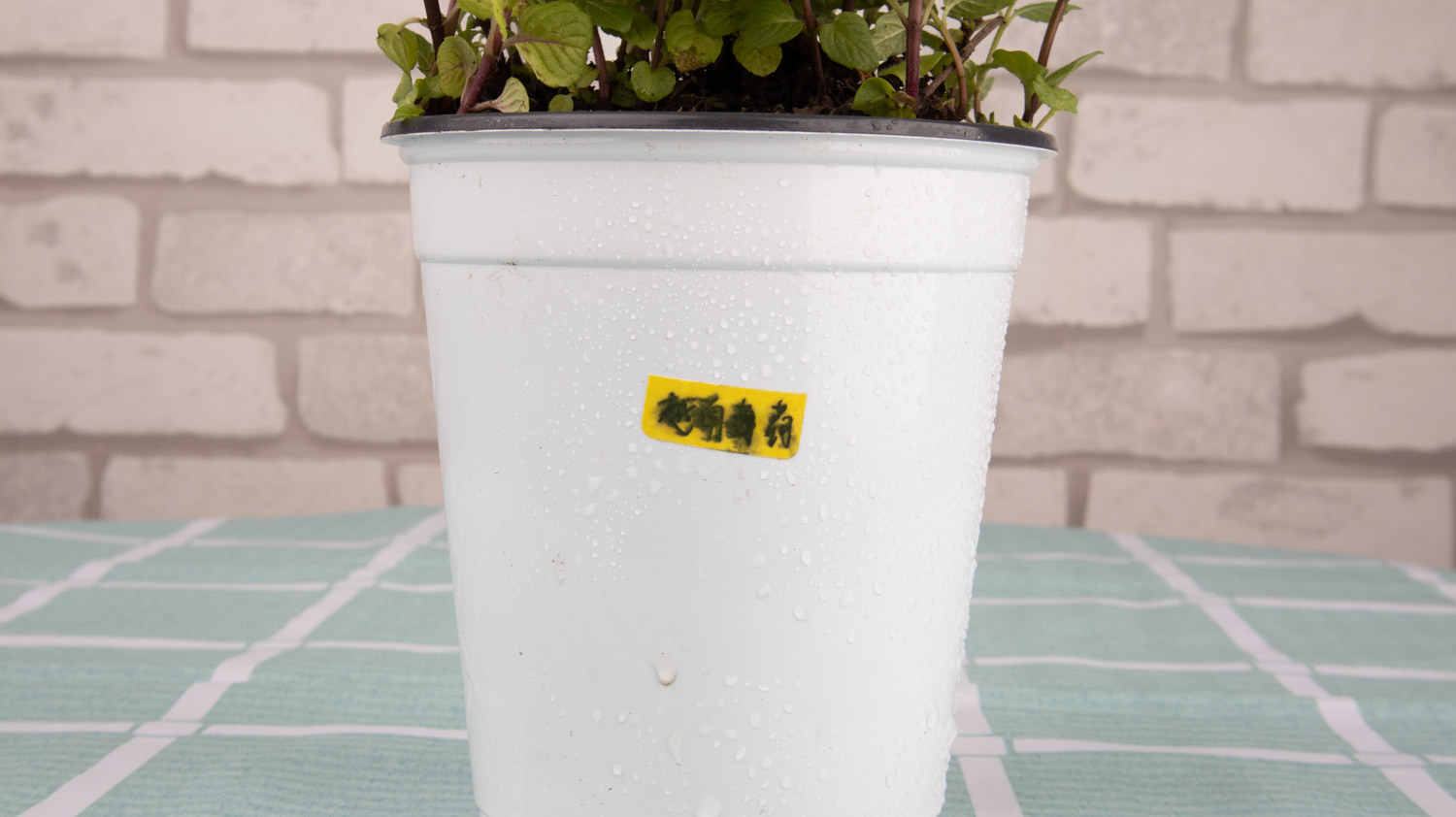 薄荷烂根是如何回事