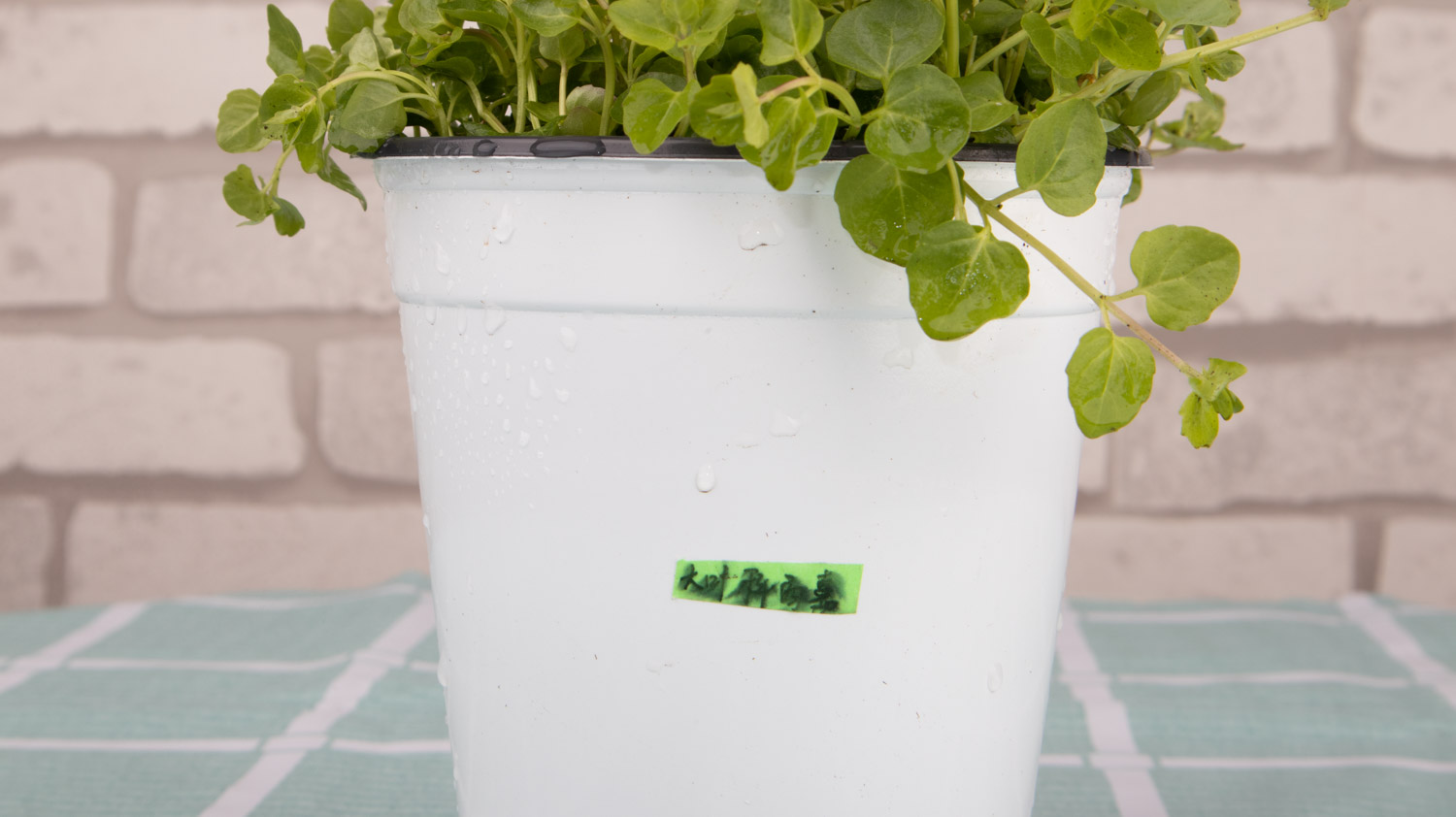 薄荷烂根是如何回事