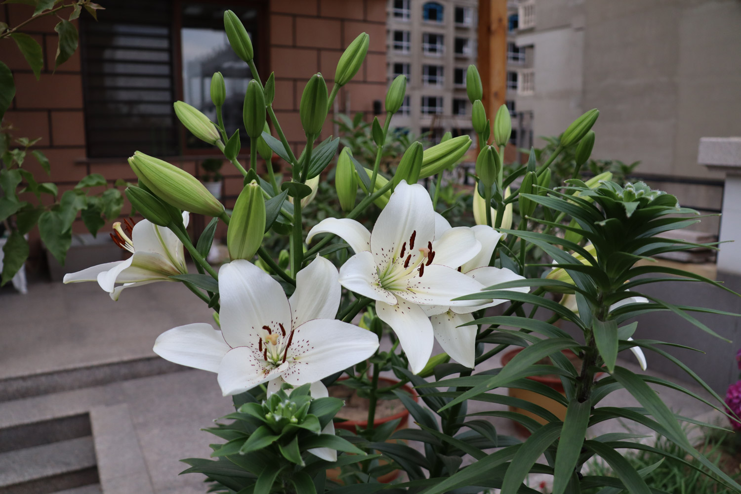 百合烂根如何处理