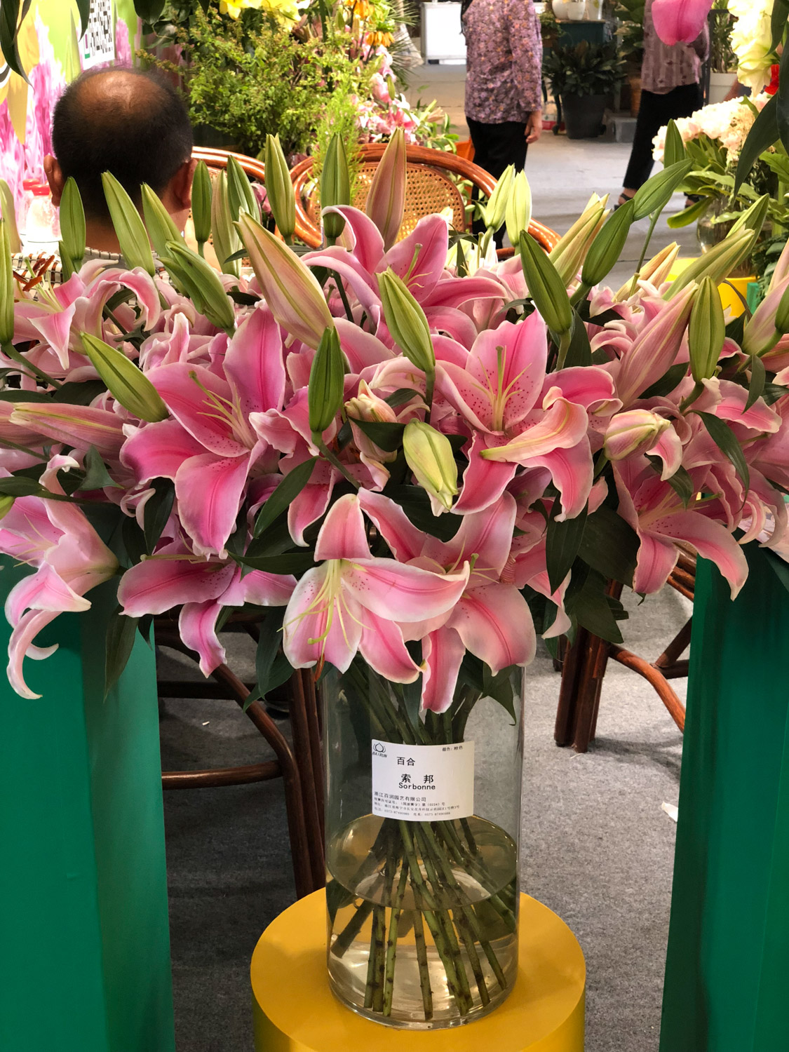 百合烂根如何处理