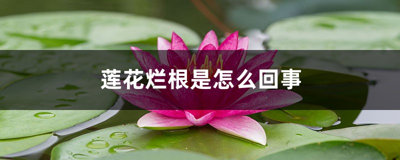 莲花烂根是如何回事