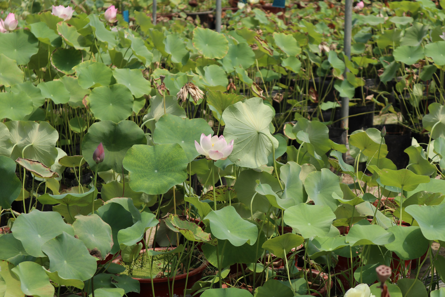 荷花 莲花烂根是如何回事