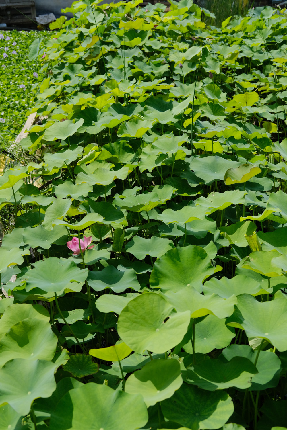 荷花 莲花烂根是如何回事