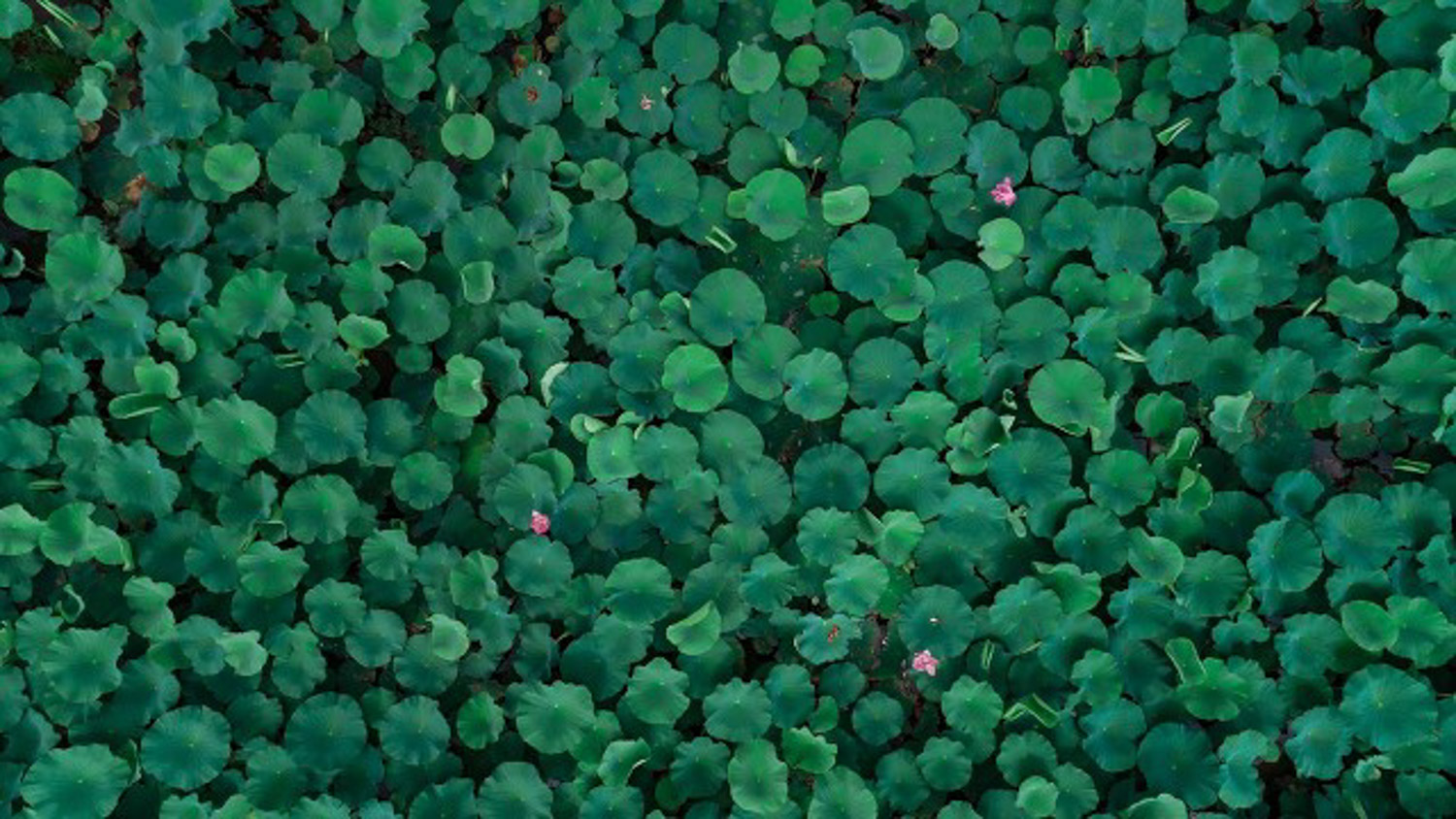 荷花 莲花烂根是如何回事