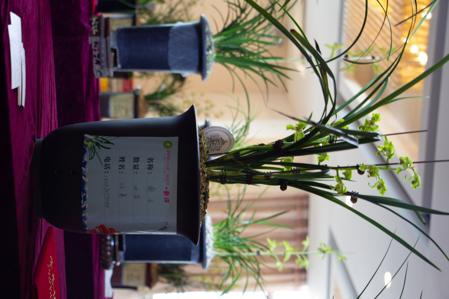 兰花烂根如何补救