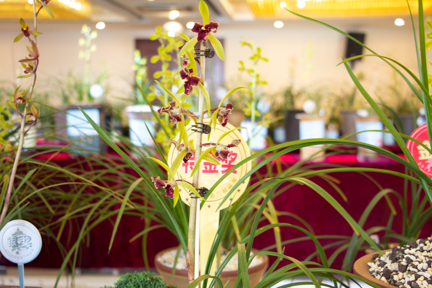 兰花烂根如何补救