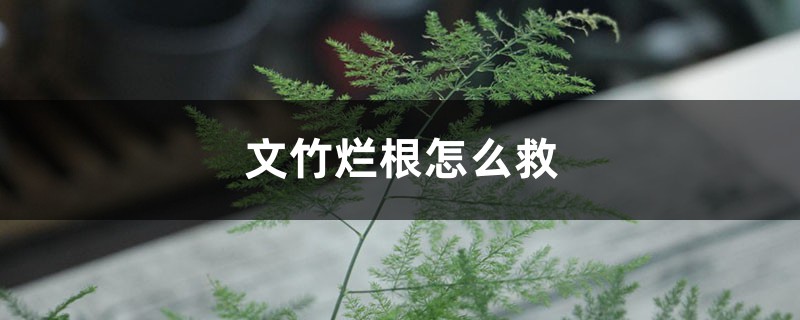 文竹烂根如何救