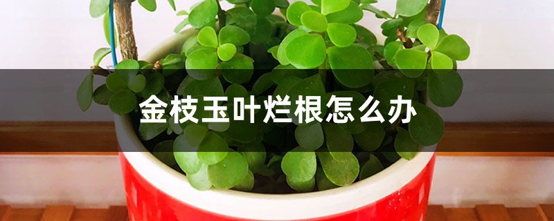 金枝玉叶烂根如何办