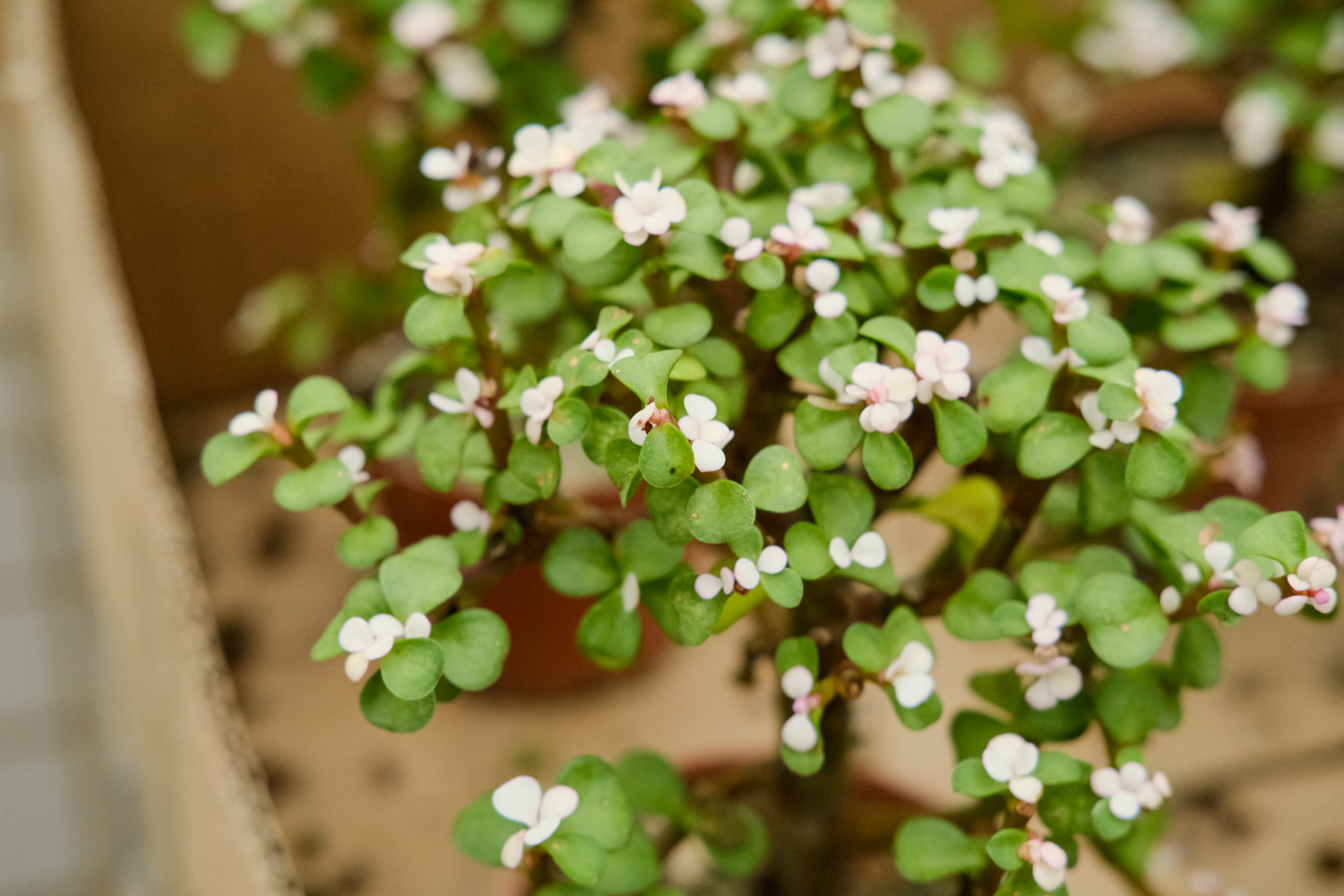 金枝玉叶烂根如何办