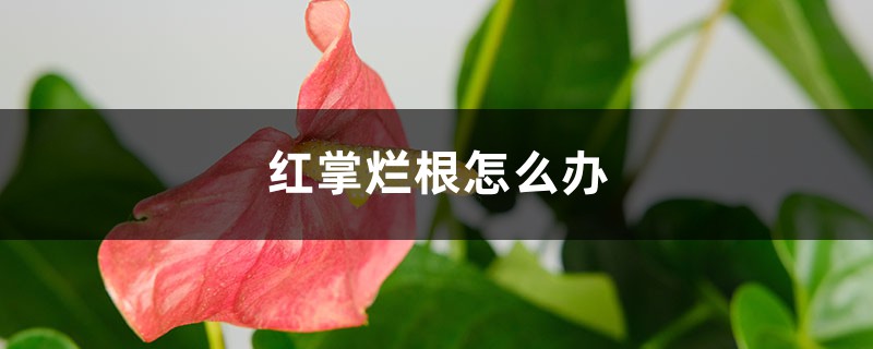 红掌烂根如何办