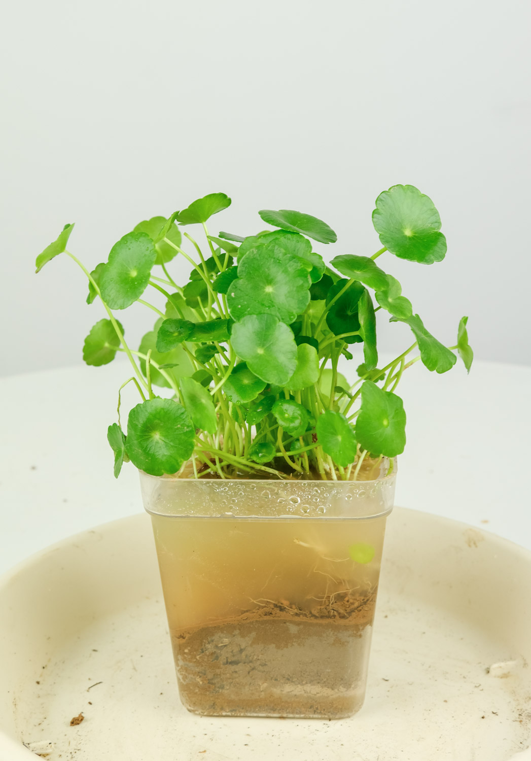 铜钱草烂根如何办