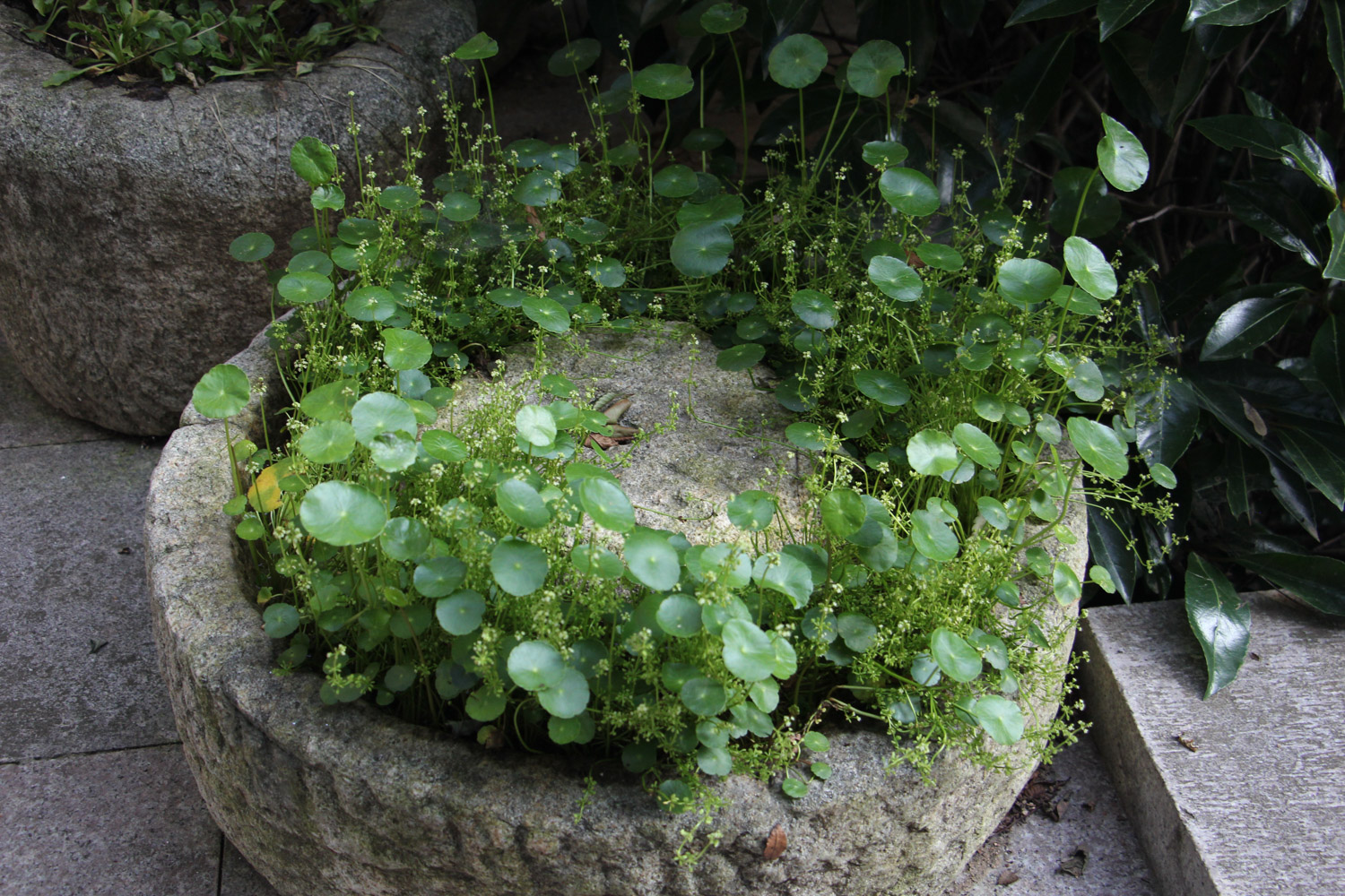 铜钱草烂根如何办