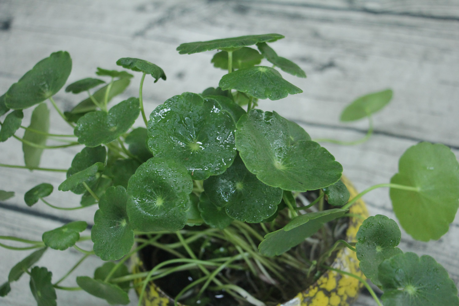 铜钱草烂根如何办