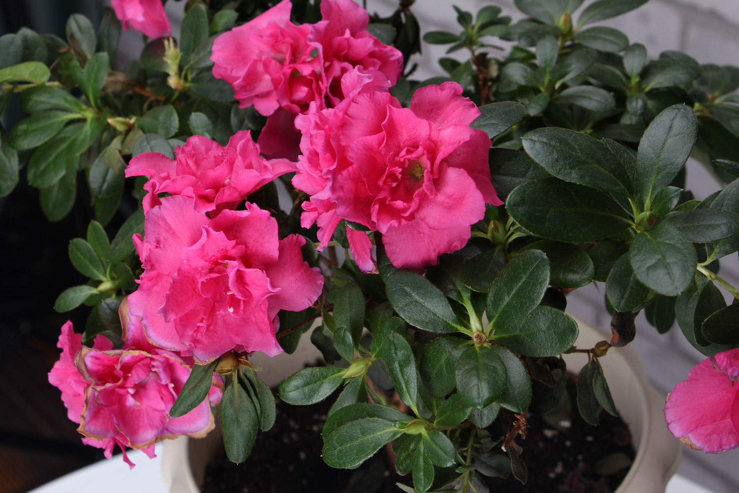 杜鹃花烂根如何办