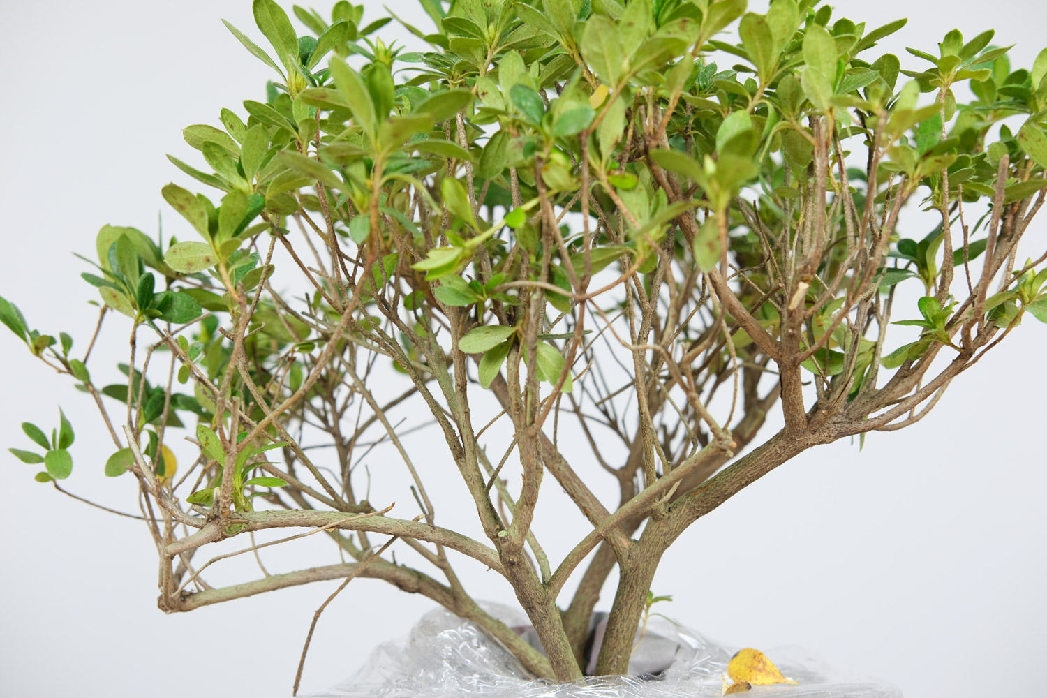 杜鹃花烂根如何办