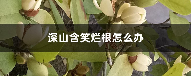 深山含笑烂根如何办