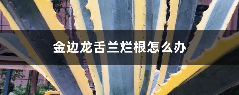 金边龙舌兰烂根如何办