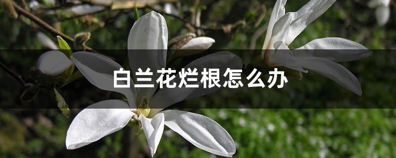 白兰花烂根如何办