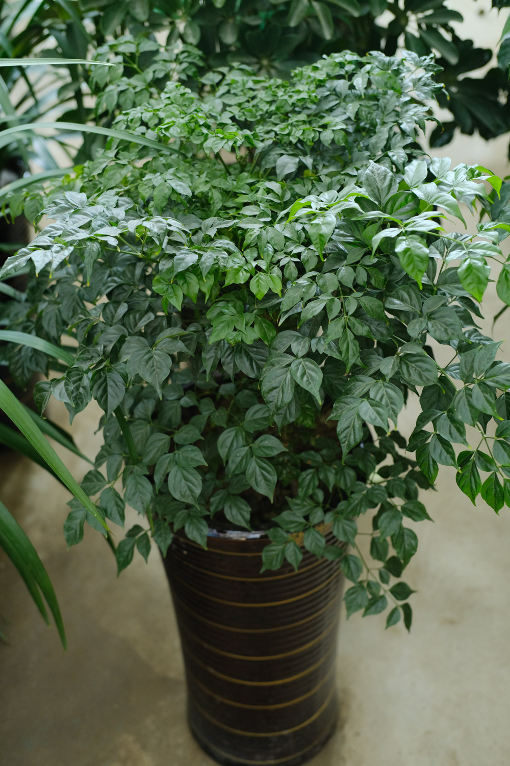 幸福树烂根如何办