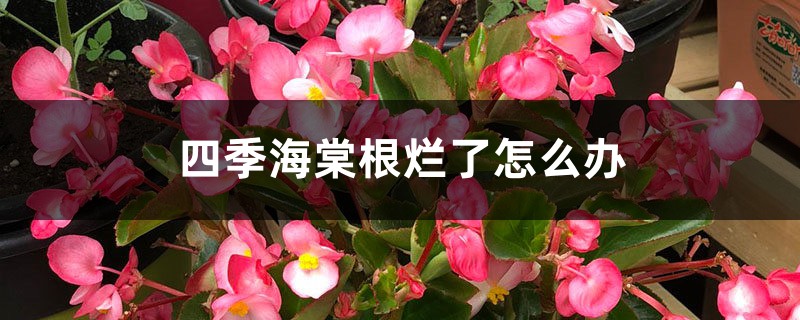 四季海棠根烂了如何办