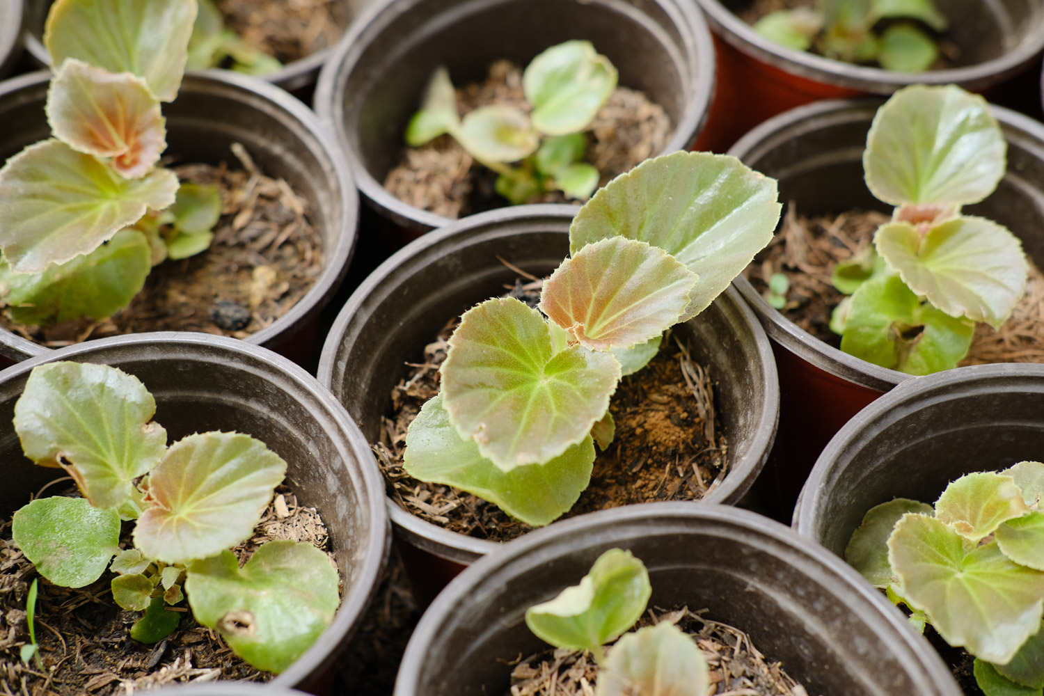 四季海棠根烂了如何办