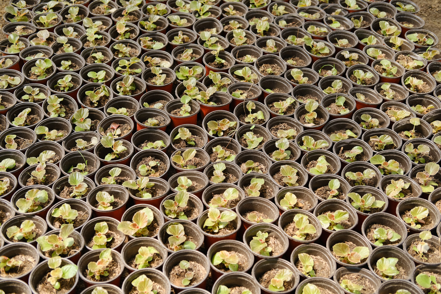 四季海棠根烂了如何办