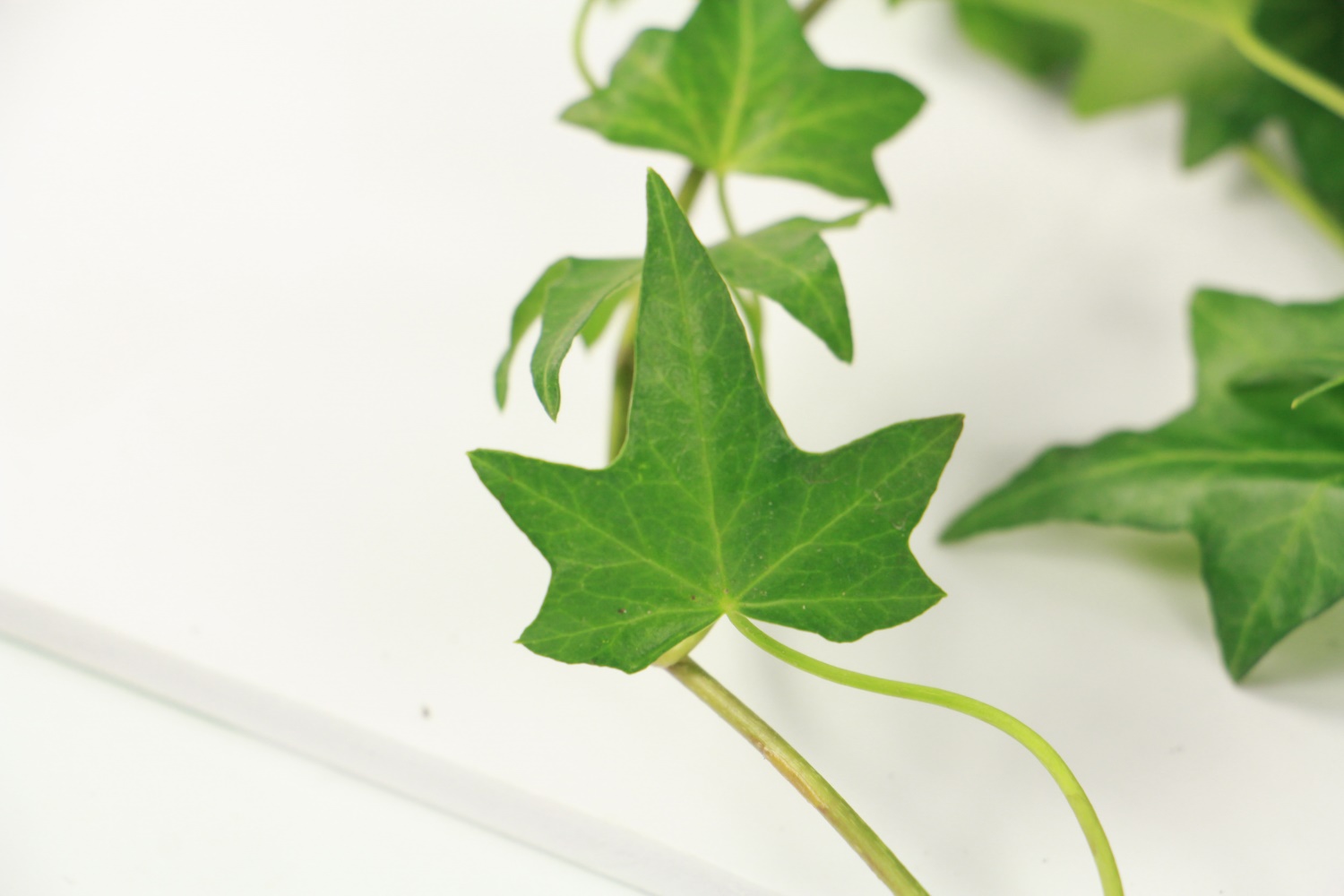 常春藤烂根如何办