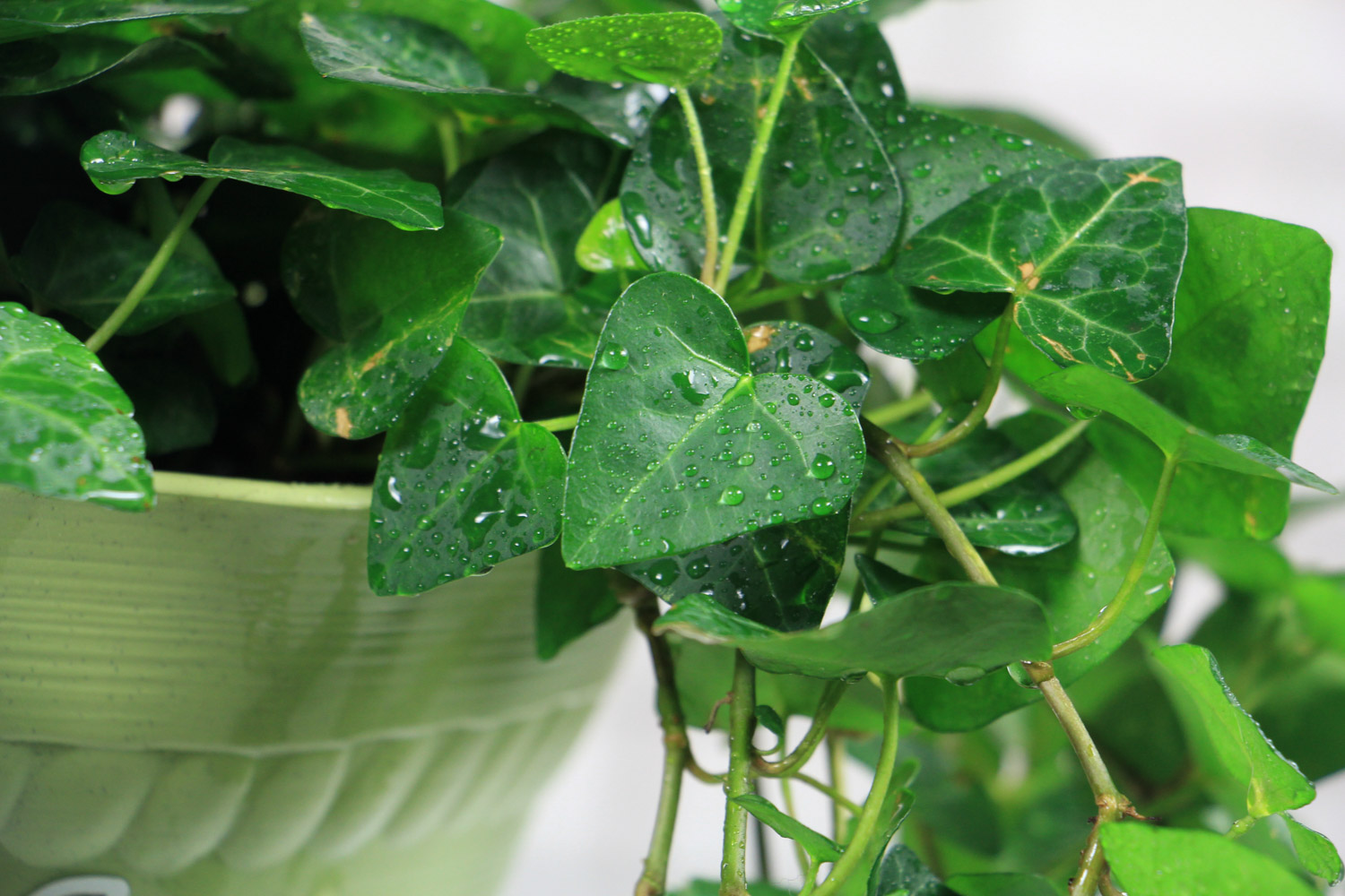 常春藤烂根如何办