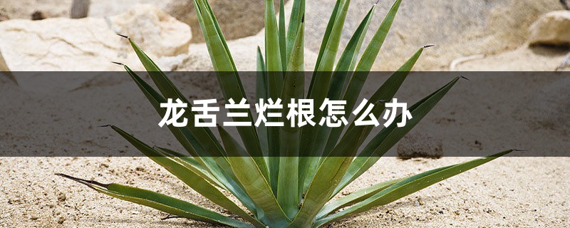 龙舌兰烂根如何办