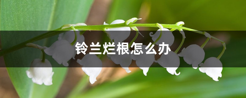 铃兰烂根如何办