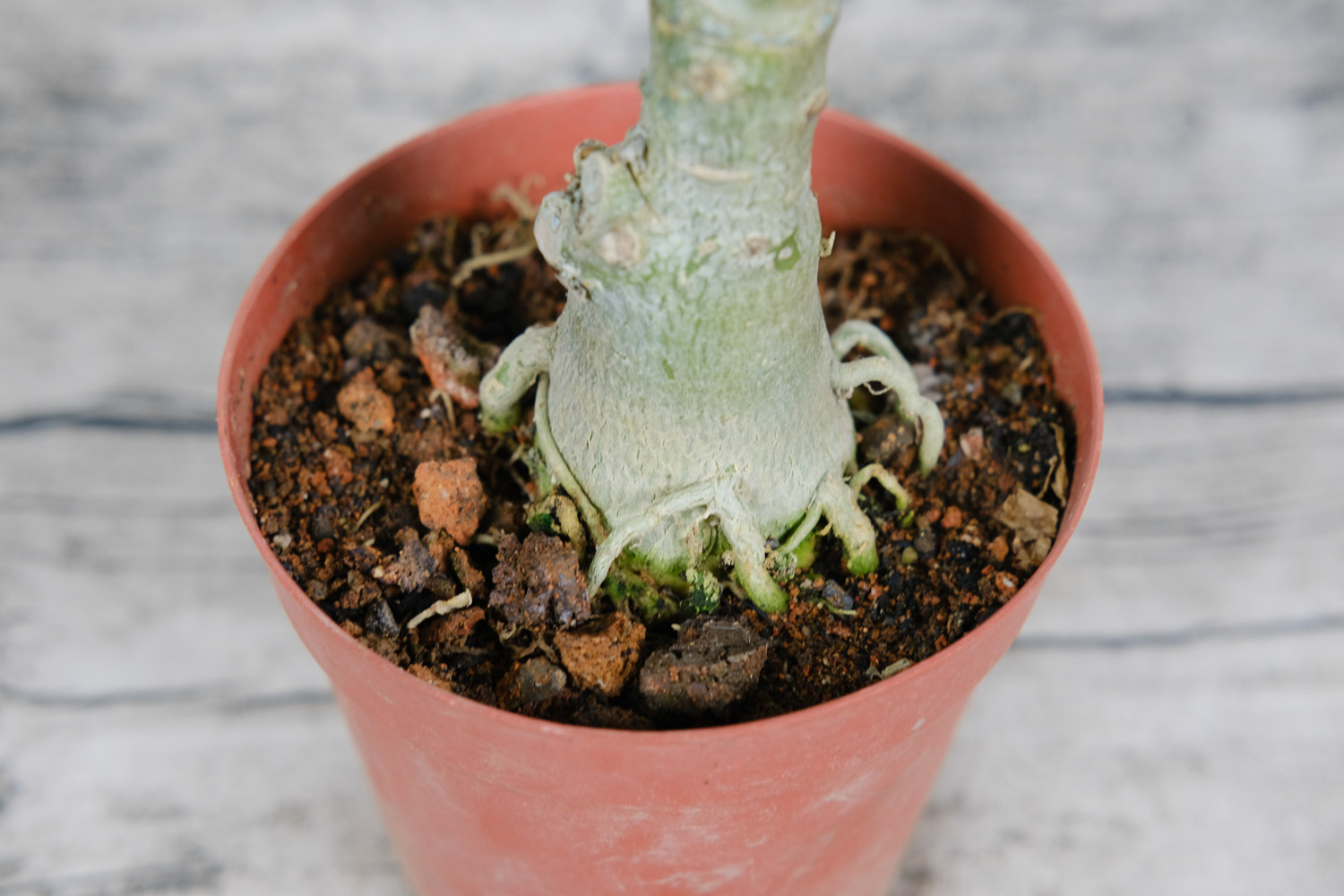 沙漠玫瑰烂根了怎处理